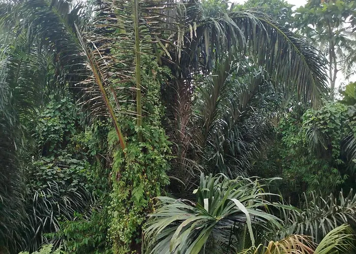 Suweta46 House Affittacamere Ubud